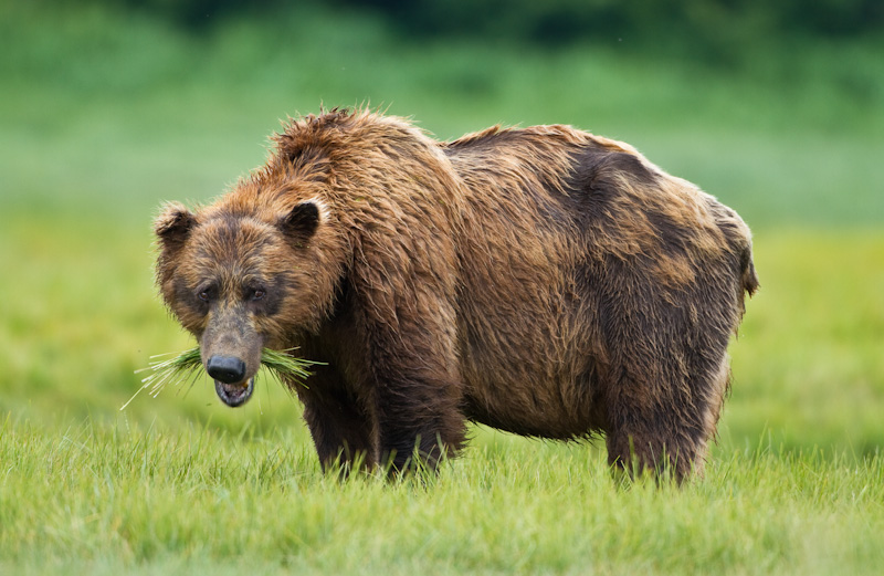 Grizzly Bear